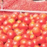 Dam dredging boosts tomato production in Tafoki