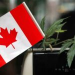 Medical marijuana cannabis legalised