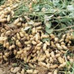 Preventing your groundnuts