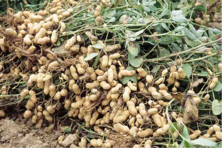 Preventing your groundnuts from aflatoxins contamination right from farm