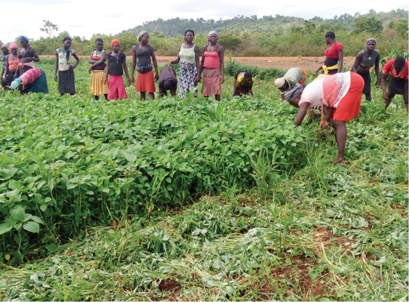 Ginger farmers get N1.6bn grant