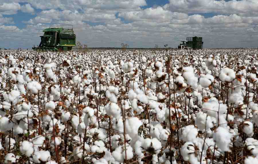 ‘Insecurity killing cotton production in North’