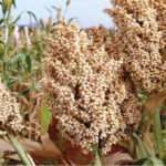 Sorghum ready for harvest