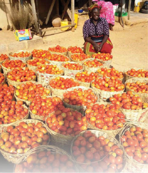 Tomatoes: Dangote Coy distributes 20, 000 baskets to farmers in Kano