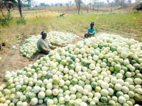 egusi farming business plan