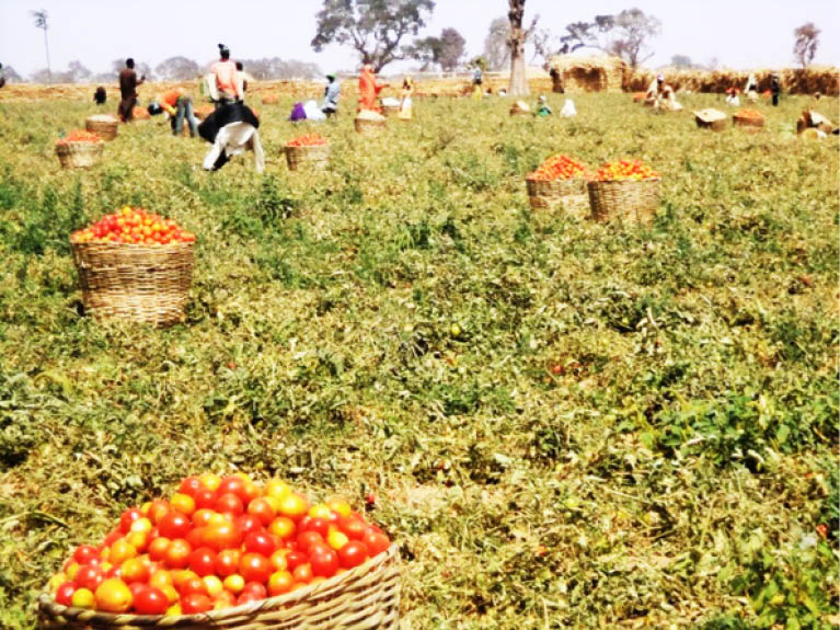 Gombe tomato farmers face tough times