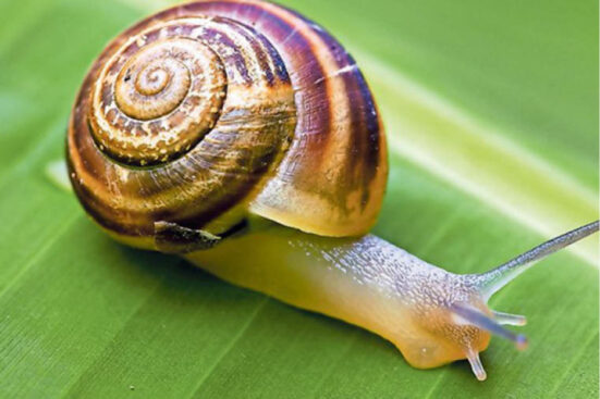 Dealing with snails and slugs that attack your crops - Daily Trust