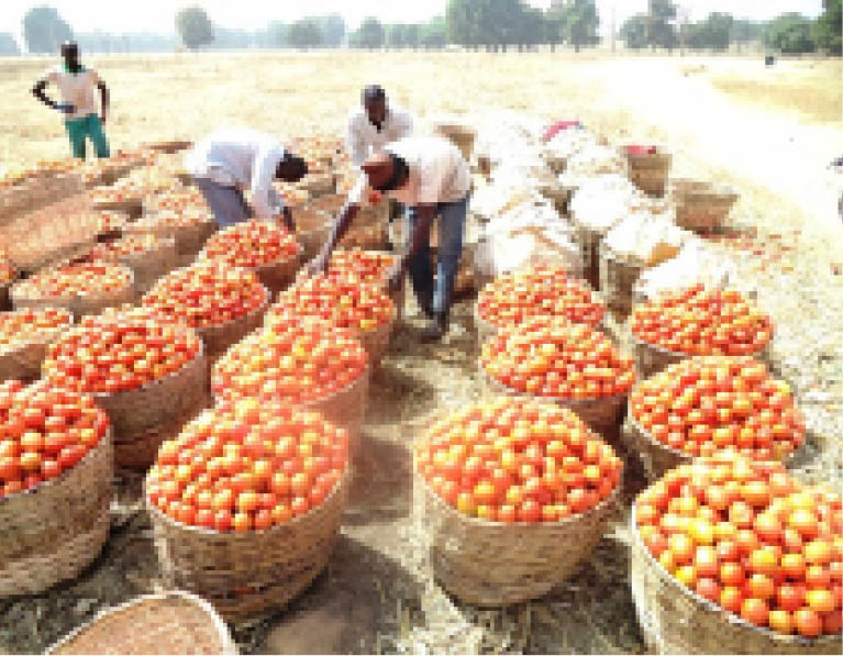 FCT housewives use garden egg for stew as tomato price rises