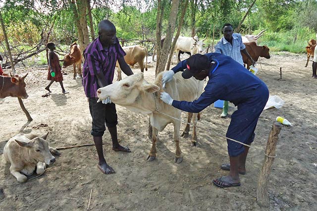 Institute vaccinates 10,000 livestock against Trypanosomiasis in Gombe