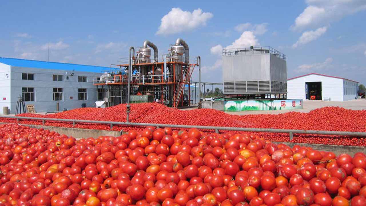 Dangote Tomatoes