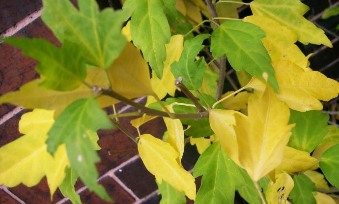 Yellowing of plant leaves; causes, remedies