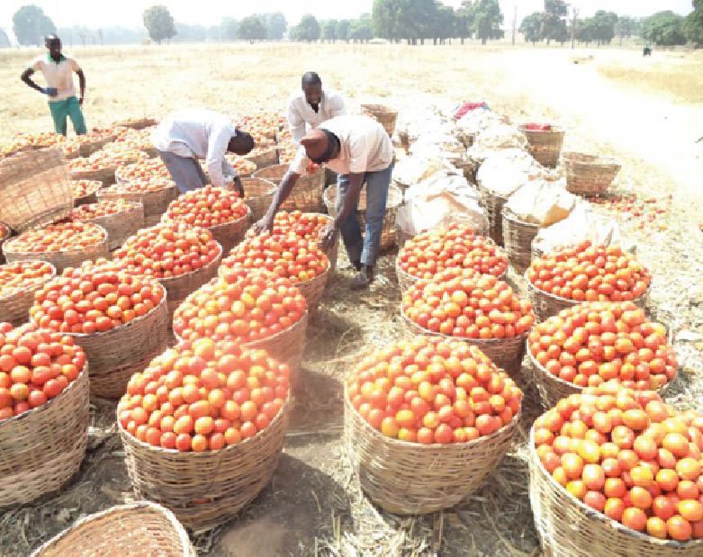 Why tomato glut persists in Katsina – Farmers