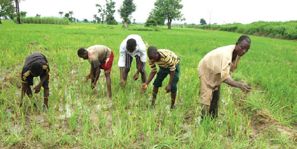 Niger gets Paddy/Grains Aggregation forum - Daily Trust