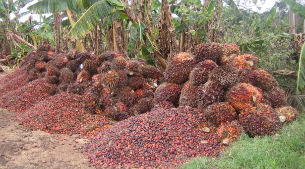 FG to partner firm on cassava, oil palm expo