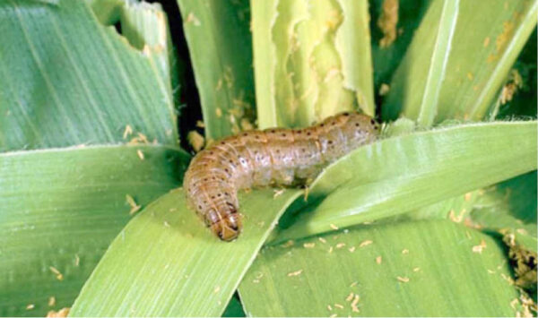 How to tackle Army worms in your farm -Expert - Daily Trust