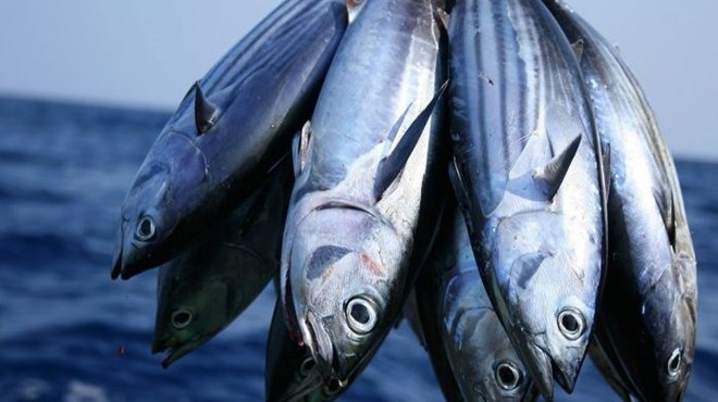 FG urged to implement fisheries guidelines