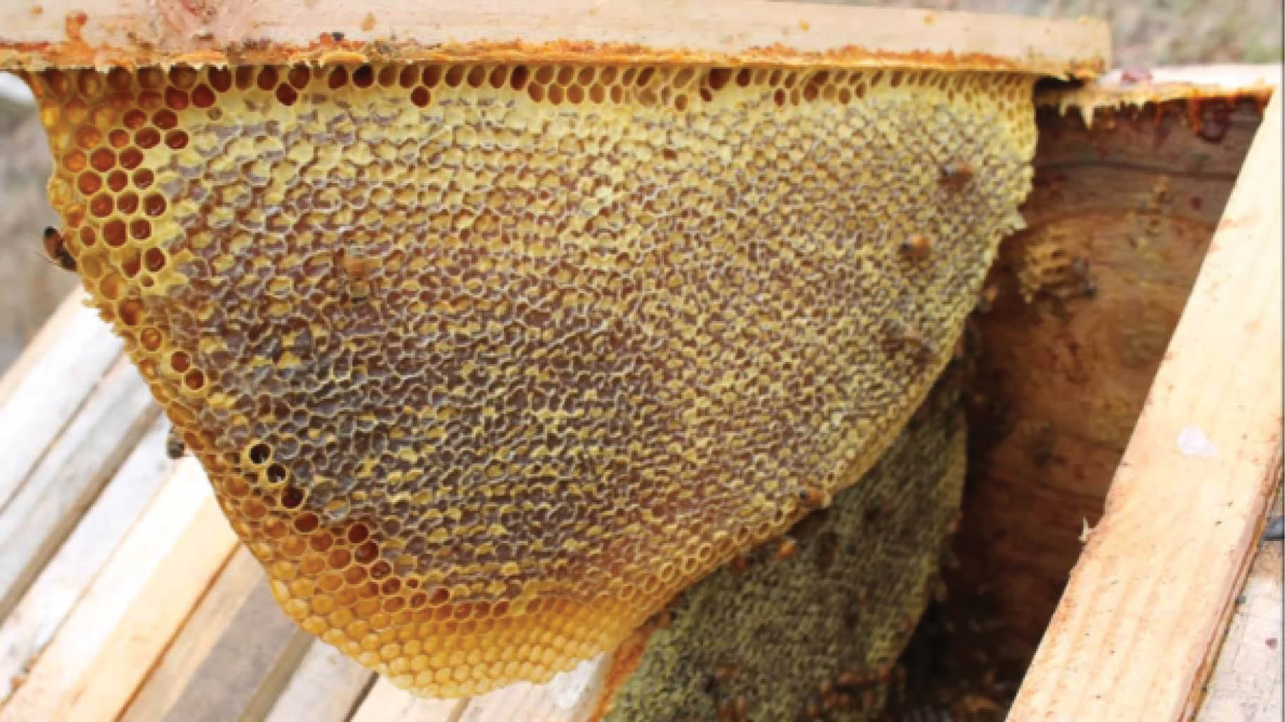 Harvesting your honey farm