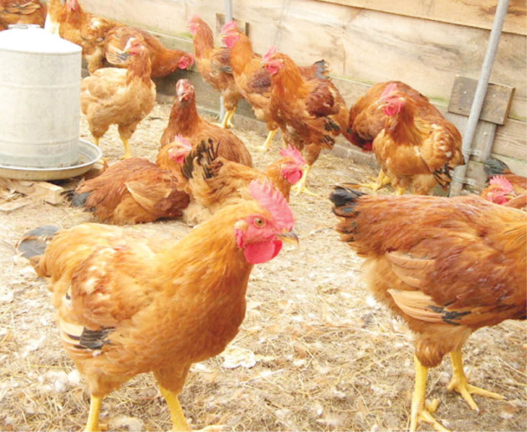 Why poultry farmers lose layers in Niger