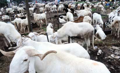 NAHCON seeks inclusion of Nigeria in export of sacrificial animals to Saudi Arabia