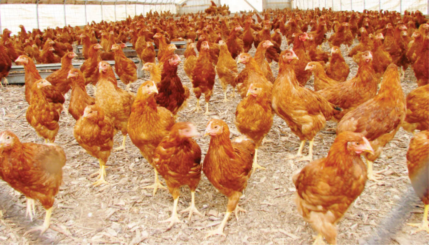 Why poultry farmers are angry with Olam