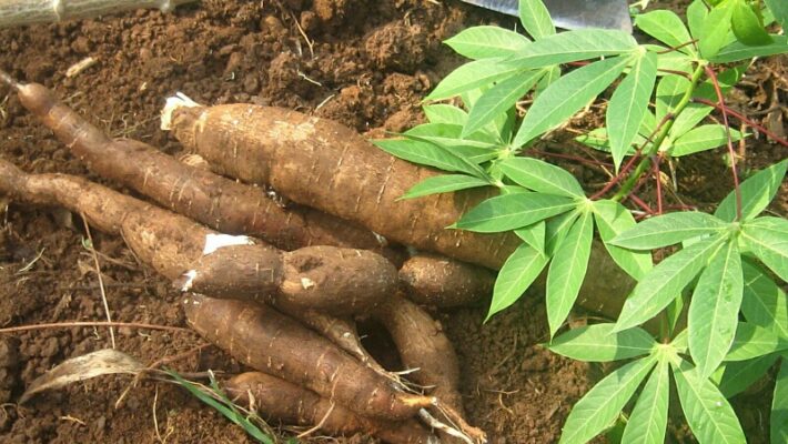 cassava varieties