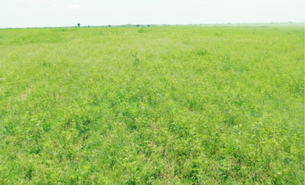 Zulum allocates land for Ruga project in Borno