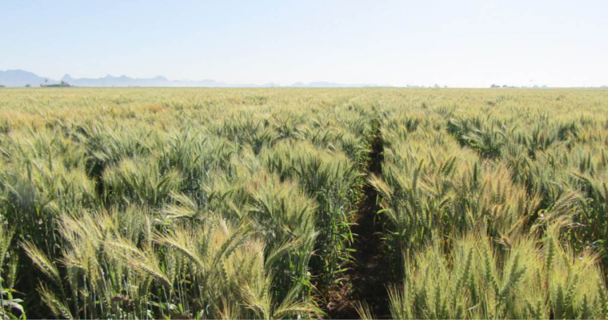 …as scientists develop ‘synthetic hexaploid wheat’