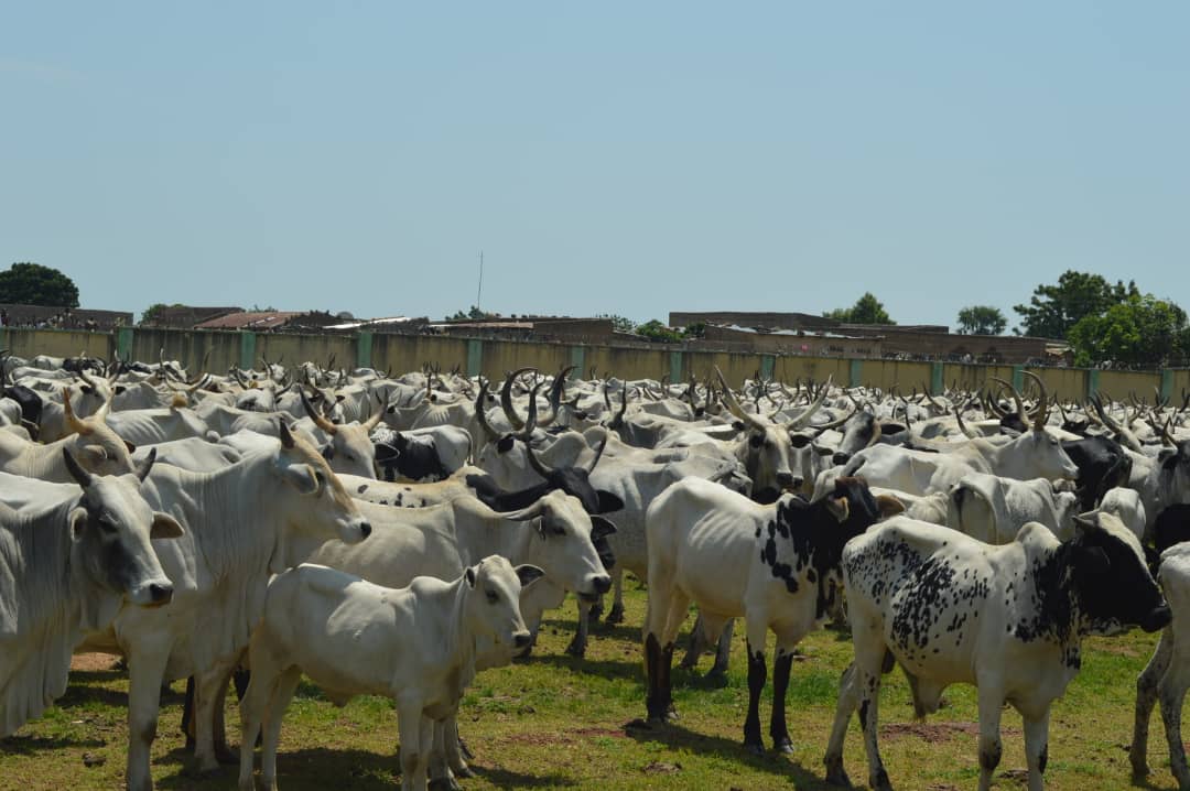 Miyetti Allah vows to expose hoodlums disguising as herdsmen in South East