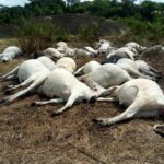 Some of the 36 cows killed by thunder on Saturday in Ijare, Ifedore local government area of Ondo state.