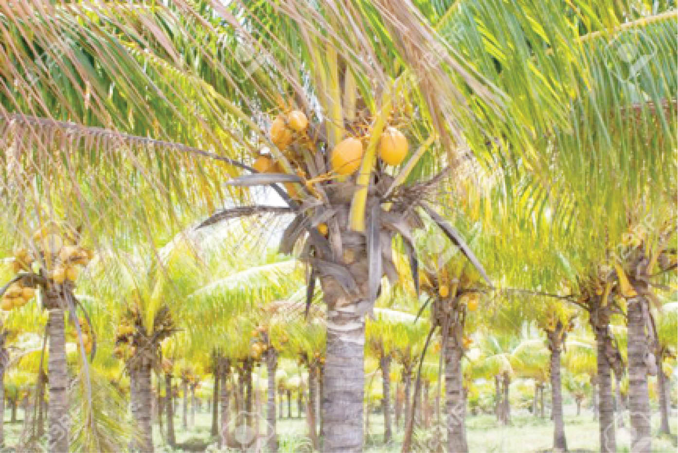 How border closure revived coconut farming - Daily Trust