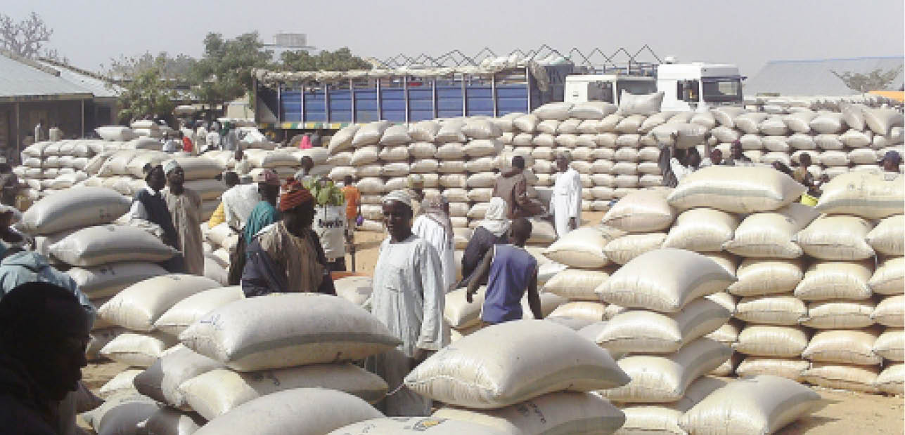 Why youths should be involved in Nigeria’s food security efforts – Expert