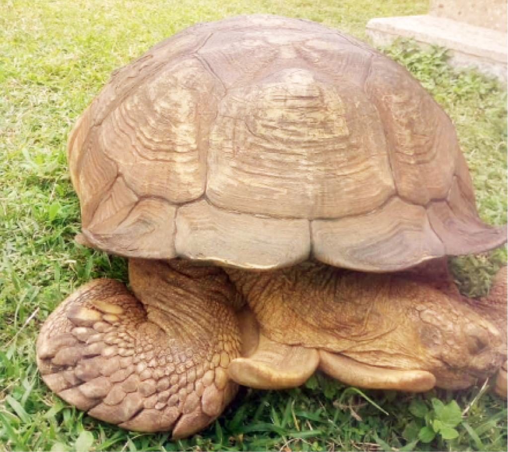 Ogbomosho monarch, others mourn 344-year-old tortoise’s death - Daily Trust