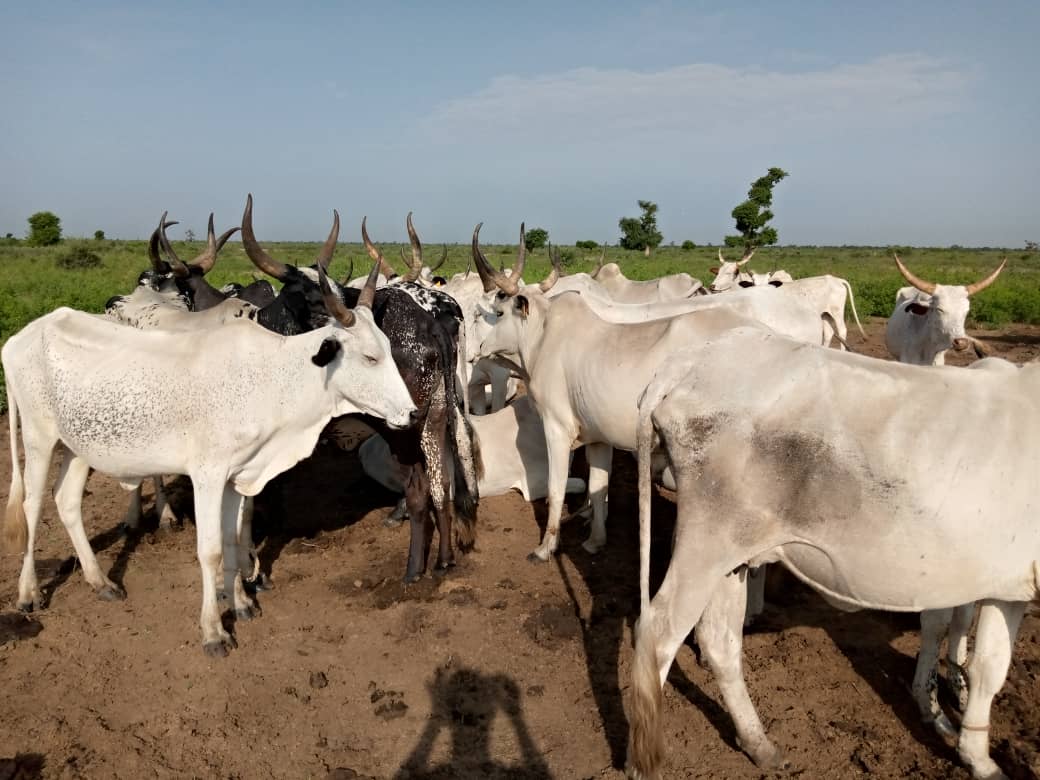 2 herders injured, 113 cattle rustled in renewed Plateau attack