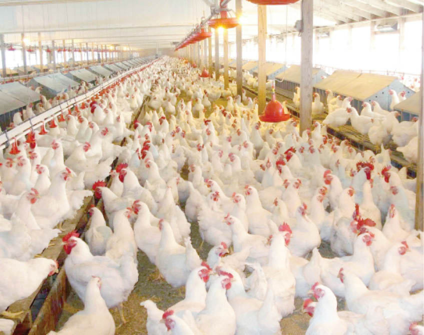 Why poultry farmers not crowing this festive season - Daily