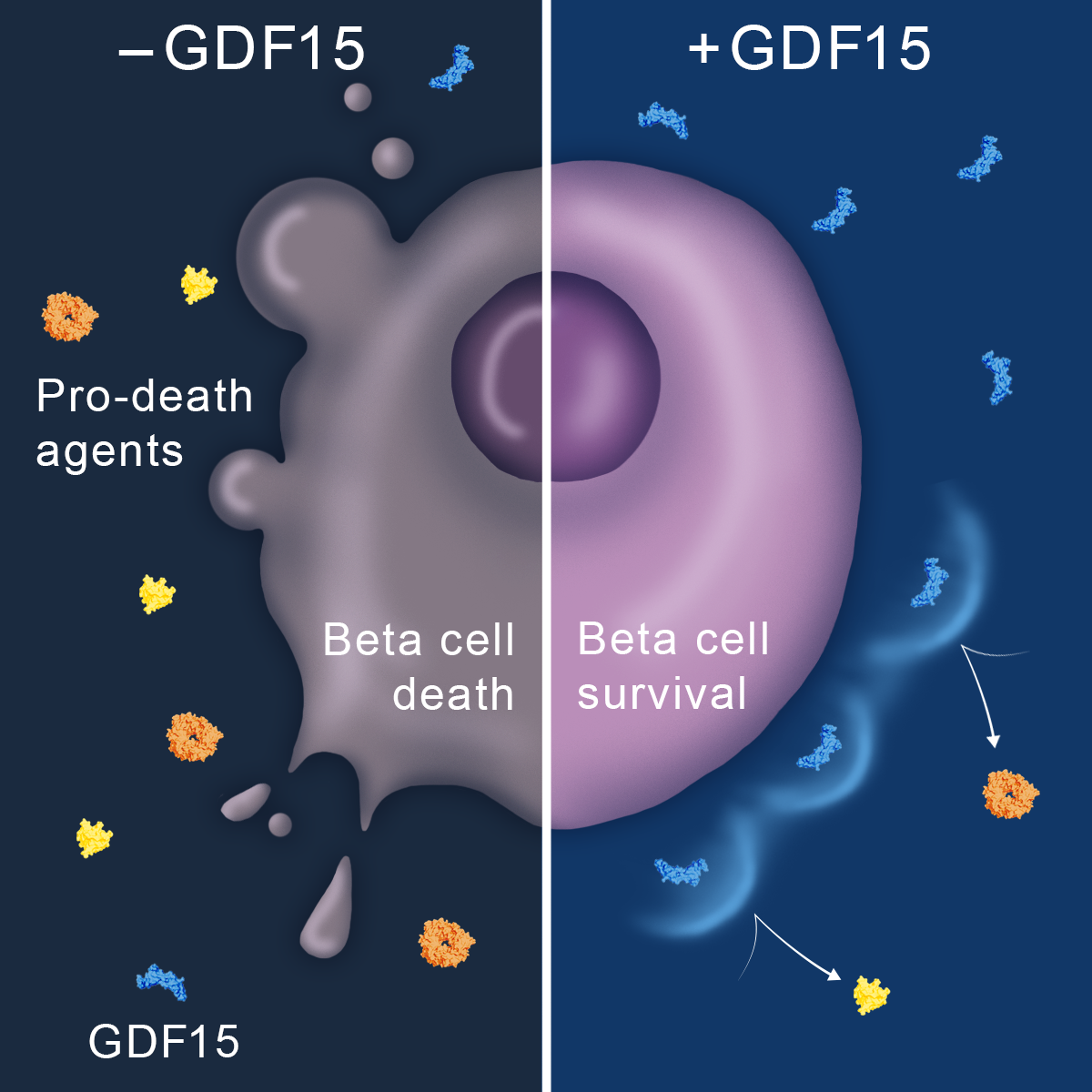 Inflammatory agents deplete growth differentiation factor 15 (GDF15) and kill susceptible beta cells to cause type 1 diabetes. Adding back GDF15 protects beta cells in treated mice.