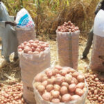Yields from Irish Potato have been poor in Katsina State this year