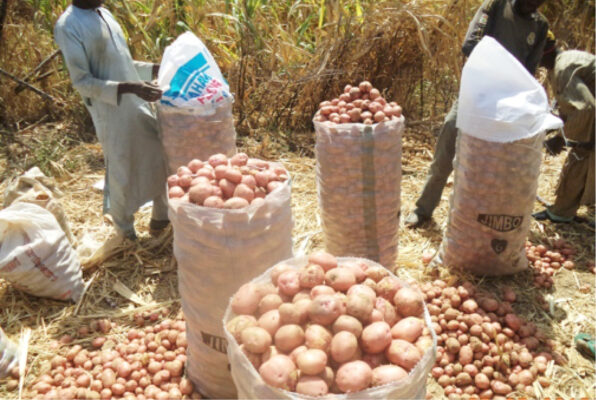 Yields from Irish Potato have been poor in Katsina State this year