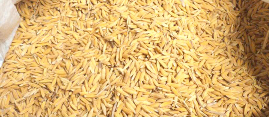 Prices Of Paddy Rice Maize Rise Further In Taraba Daily Trust   Paddy Rice 917x400 