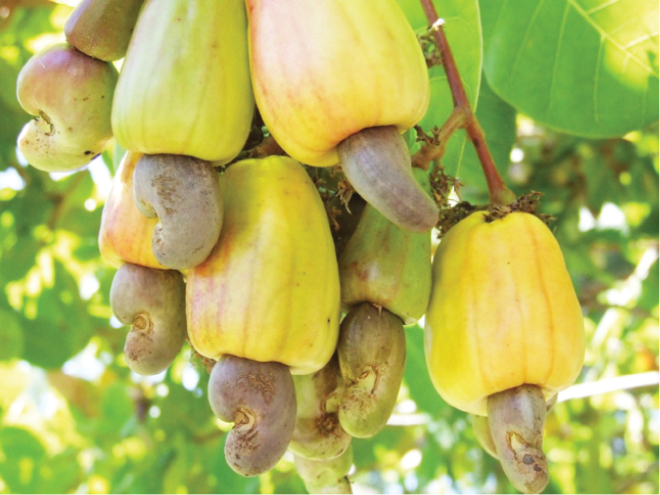 FG targets 350,000 tons of cashew by 2023