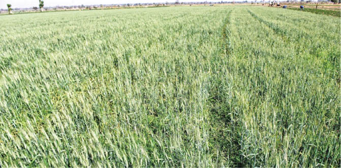 Wheat farm at Gafan of Garun Malam LGA