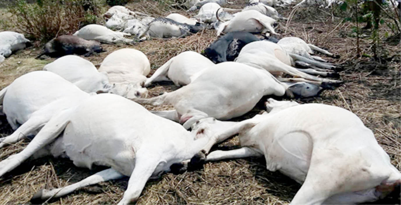 40 cattle die after eating poisonous grass in Taraba