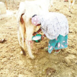 A woman milk a cow in Funtua, Katsina State
