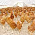 Poultry farm