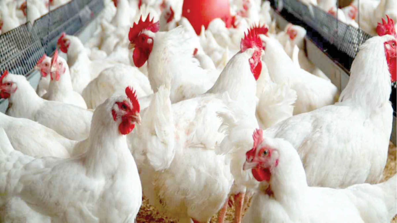 What next after CBN’s intervention in poultry sector?