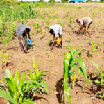 Farmers apply fertilizer on maize in a farm at Piri village along Abuja-Lokoja highway.