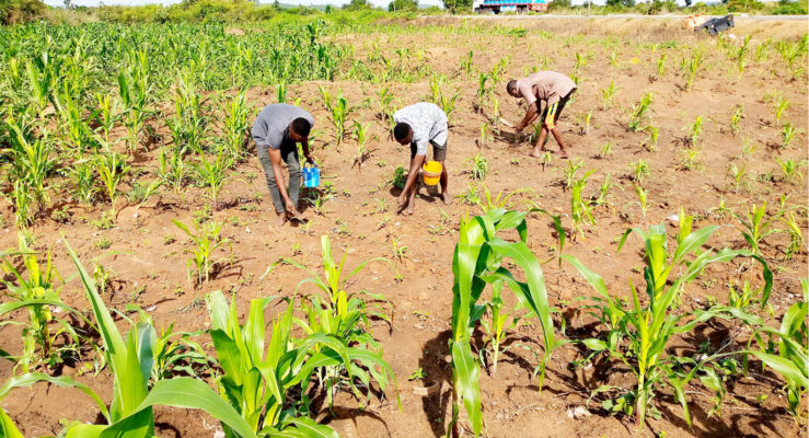 Farmers apply fertilizer on maize in a farm at Piri village along Abuja-Lokoja highway.