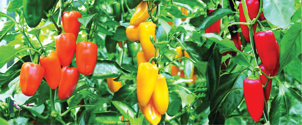 Red Bell Pepper (Single) - Organic Livestock And Crops Owners Association  Of Nigeria