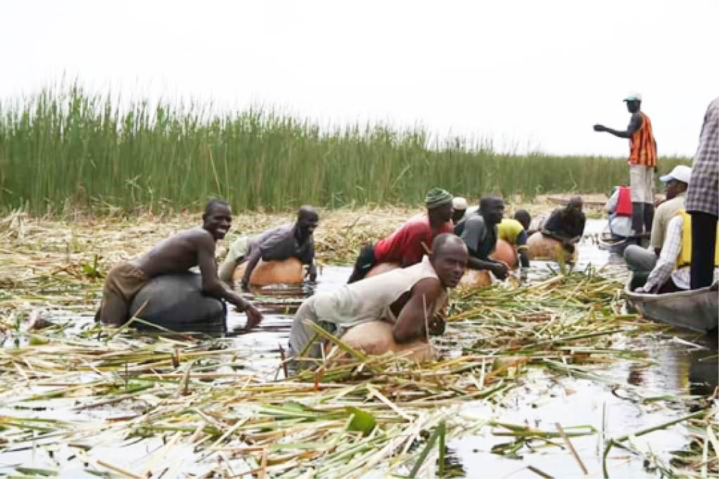 Typha grass hinders Nguru wetland economic pontetials