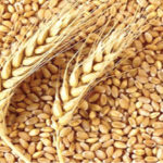 Why wheat farmers
