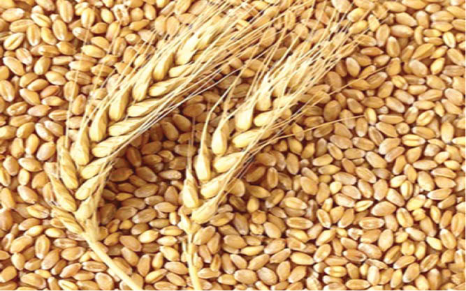 Despite promising harvest, wheat farmers raise concerns